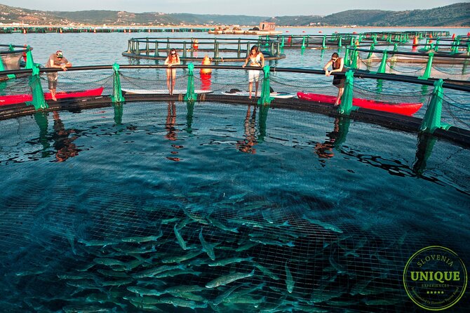 An Unforgettable Day With Fish, Wine and Olive Oil Tasting - Who will enjoy this experience most?