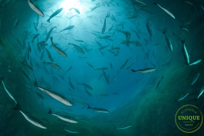 An Unforgettable Day With Fish, Wine and Olive Oil Tasting - My take on the overall experience