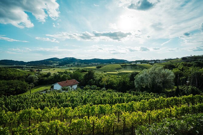 Bike Slovenia Green: Alps to Adriatic 8 days cycling tour - Day 6: Karst food, Sežana, and Lipica horses