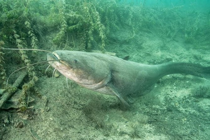 Diving Bled - Why Lake Bled is worth seeing underwater