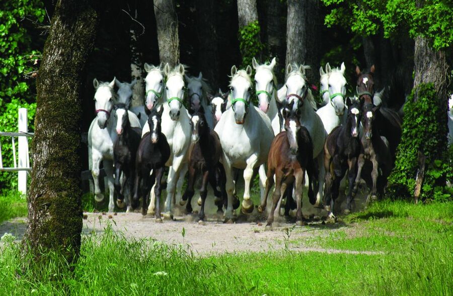 From Ljubljana: Lipica Stud Farm and Piran Full-Day Tour - How much walking and waiting should you expect?