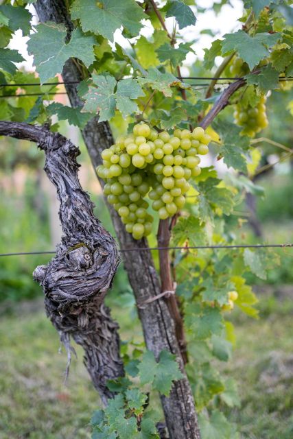 From Ljubljana: Vipava Valley Wine Express Tour - Timing, cancellation, and practical advice