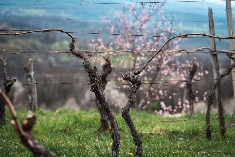 From Ljubljana: Vipava Valley Wine Express Tour - The second winery and a different view of wine