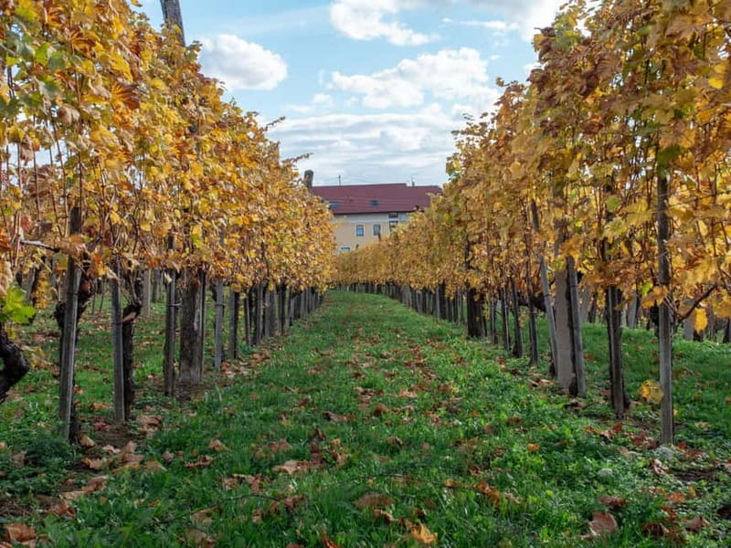 From Ljubljana: Vipava Valley Wine Express Tour - What you will eat with the wine
