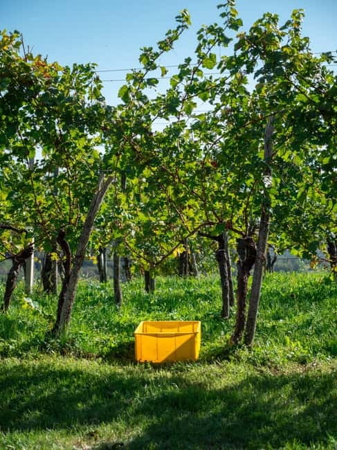 From Ljubljana: Vipava Valley Wine Express Tour - Guides who make the five hours work