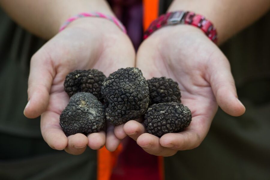 Gažon - Istria: Truffles Hunting & Cooking & Tasting - Why Gažon makes a good base for truffle country