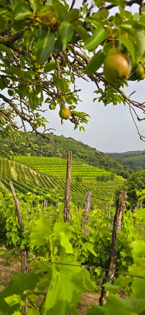 Goriška Brda: Wine Walk and Tasting - Why This Small Estate Visit Works