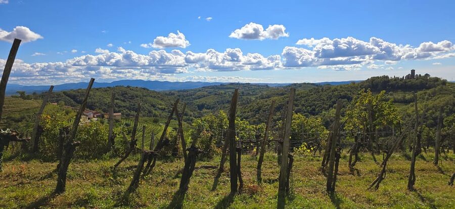 Goriška Brda: Wine Walk and Tasting - Starting at Brestje 12a