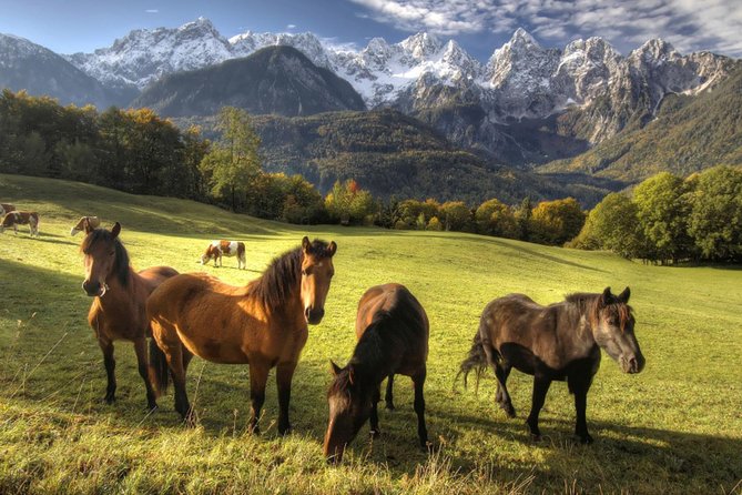 Horse Riding in Bled - Is $136.98 a Fair Price?