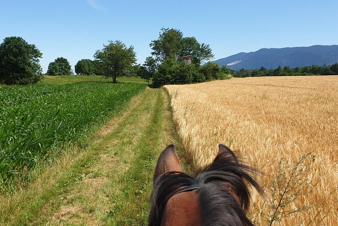 Horseback Riding In Bled - Is $132.16 good value?