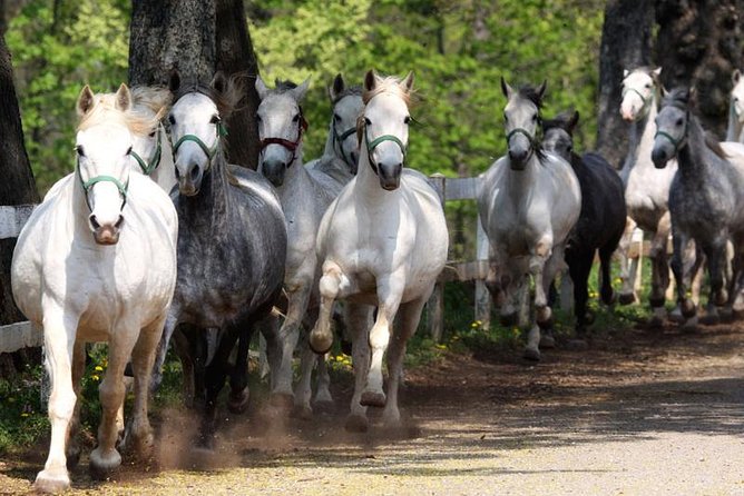 Lipica Stud Farm and Skocjan Caves from Koper - Why this Koper day trip works