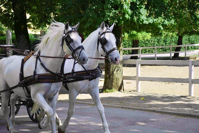 Lipica Stud Farm and Skocjan Caves from Koper - The Regional Park after the underground canyon