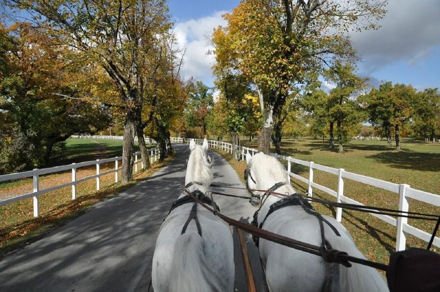 Lipica Stud Farm and Škocjan Caves from Trieste - Should you book Lipica and Škocjan?