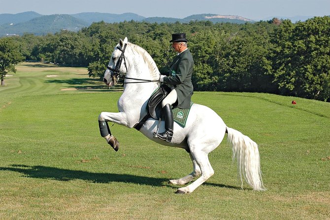 Lipica Stud Farm- Private Experience from Koper - Stables, stallions, and the Lipizzaner Museum