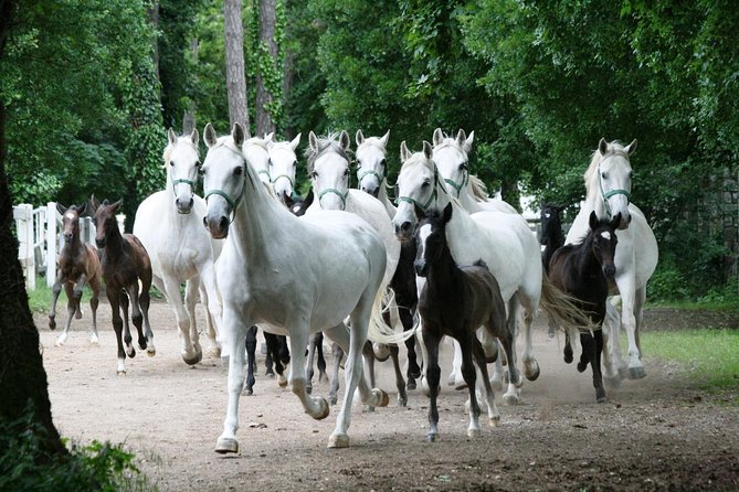Lipica Stud Farm- Private Experience from Koper - What the price includes, and what it does not