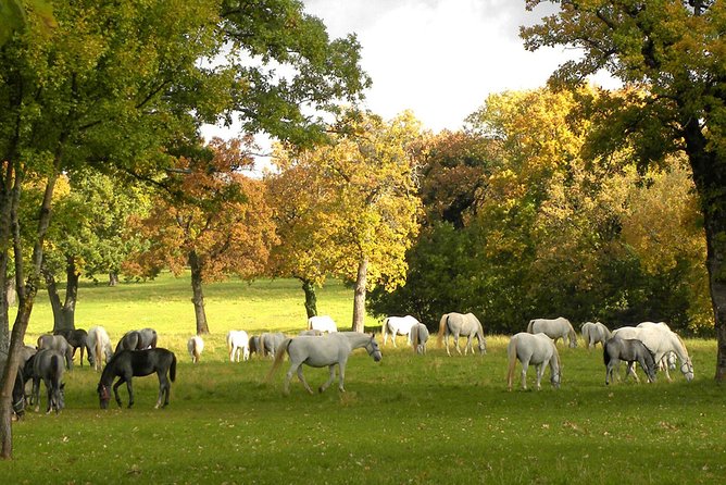 Lipica Stud Farm- Private Experience from Koper - Arriving at Lipica Stud Farm