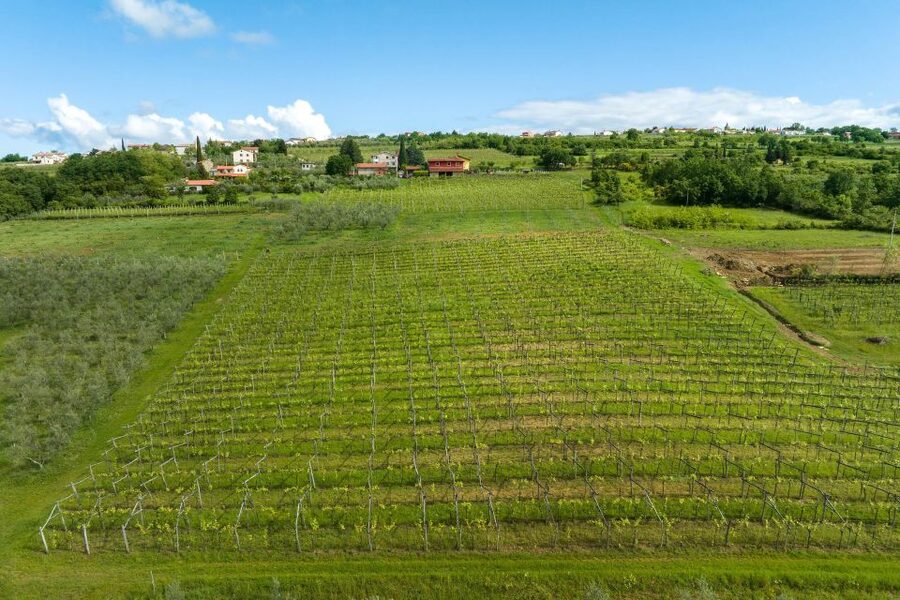Olive Oil Tasting a Journey of Flavors and Aromas - Key points to know before booking