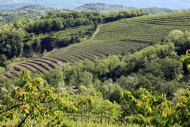Secret vineyards E-bike tour - Who Should Book This Experience?