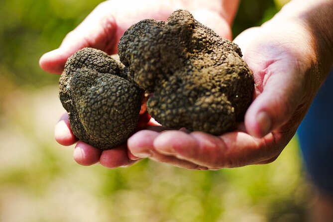 TRUFFLES: Hunting & Tasting in Istria, Slovenia - Weather, clothing, and the outdoor setting
