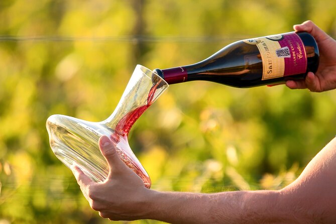 Wine Degustation in the Heart of Slovenian Istria - From Refosco and Malvasia to international grapes