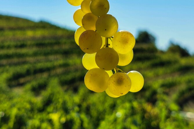 Wine Degustation in the Heart of Slovenian Istria - Practical planning before you book