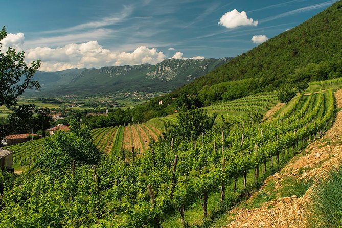 Wine Tasting with Cold Cuts - What happens during the one-hour visit